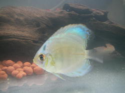 �R�o���g�u���[�f�B�X�J�X