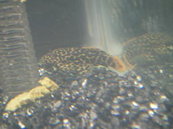 �I�����W�t�B�����I�p�[�h�g����