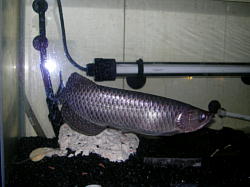 �m�[�U���E�o�������f�B