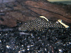 �I�����W�t�B���J�C�U�[�v���R