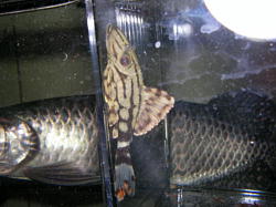 ���C�����v���R