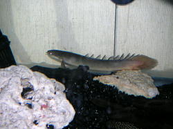 �|���v�e���X�E�Z�l�K���X